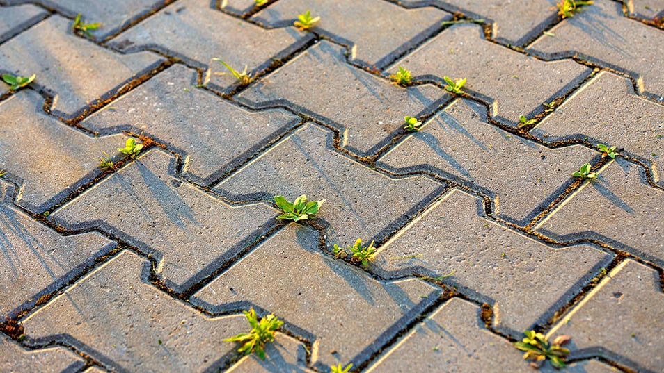 Paver Walkway Paver pathway installed with uniform block pattern.